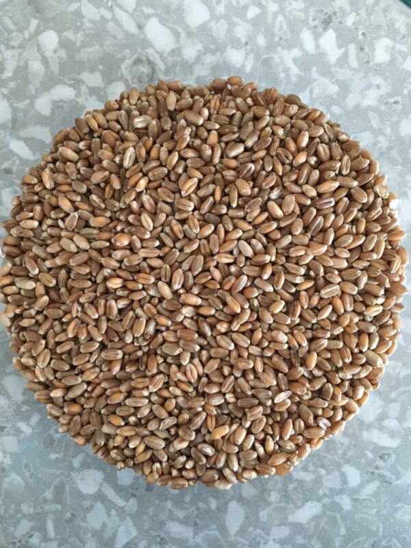 Red Fife Wheat Berries