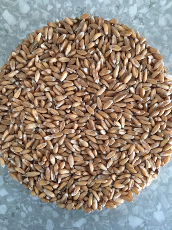 spelt wheat berries